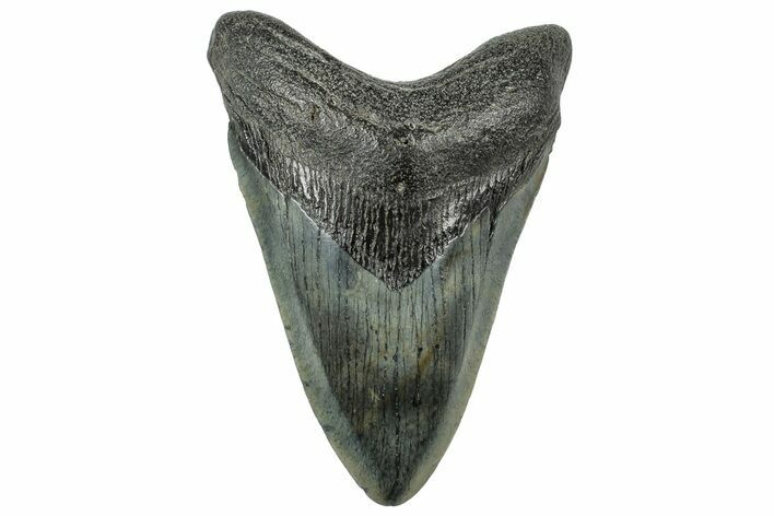 Fossil Megalodon Tooth - South Carolina #321828